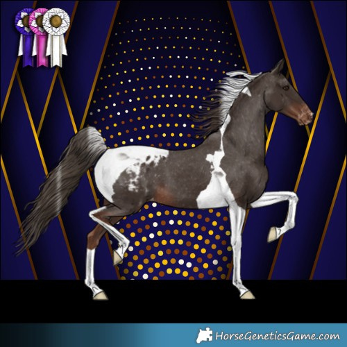 Horse Color:Liver Chestnut Tobiano Appaloosa 
