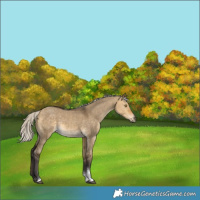 Horse Color:Silver Buckskin Dun Tobiano 