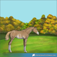Horse Color:Chocolate Palomino Dun Sabino 