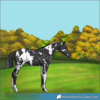Horse Color:White Spotted Black 