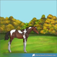 Horse Color:Bay Tobiano Rabicano 