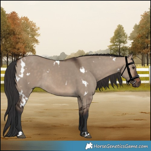 Horse Color:White Spotted Brown Dun Rabicano