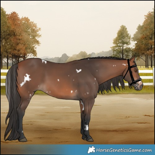 Horse Color:White Spotted Bay