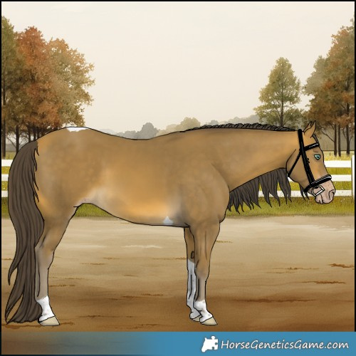 Horse Color:Sable Cream Champagne Tobiano 
