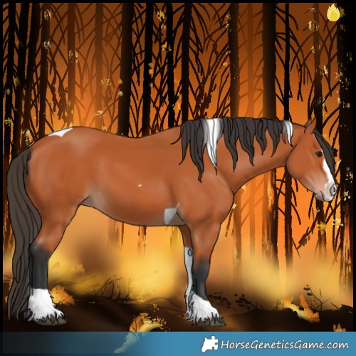 Horse Color:Bay Splash Tobiano 
