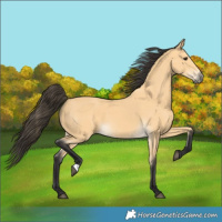 Horse Color:Buckskin 