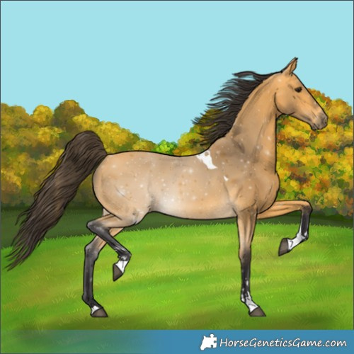 Horse Color:Buckskin Tobiano 