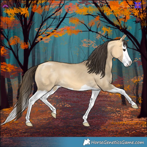 Horse Color:Buckskin Dun Splash 