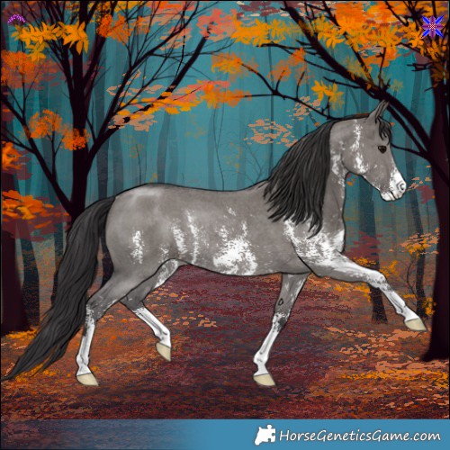 Horse Color:Smoky Grullo Sabino Rabicano 