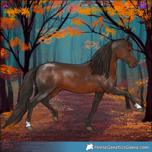 Horse Color:Liver Chestnut 