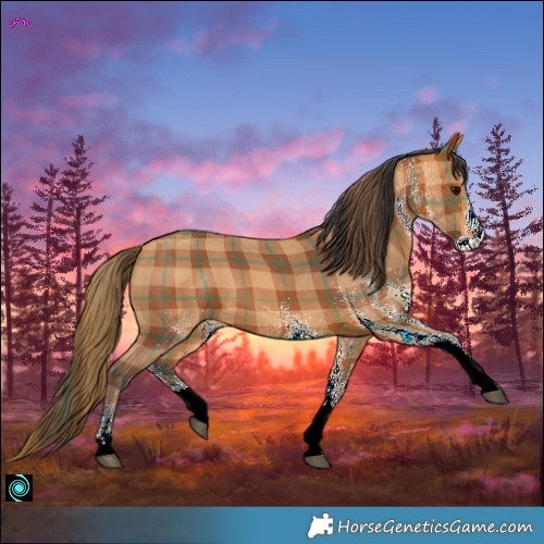 Horse Color:Plaid  White Spotted Bay 