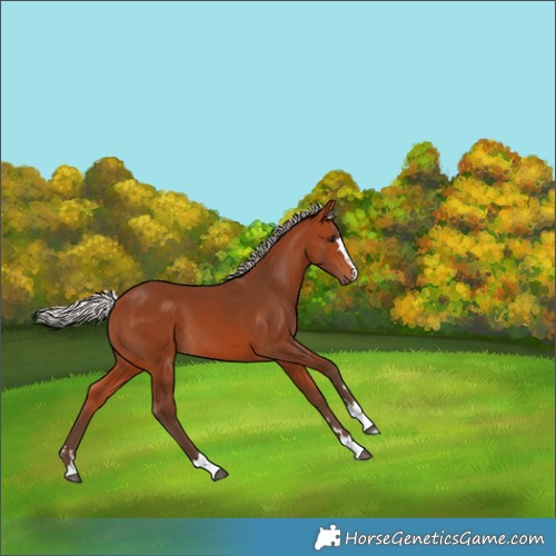 Horse Color:Silver Bay 