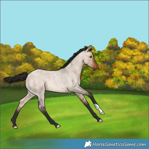 Horse Color:Bay Roan Dun 