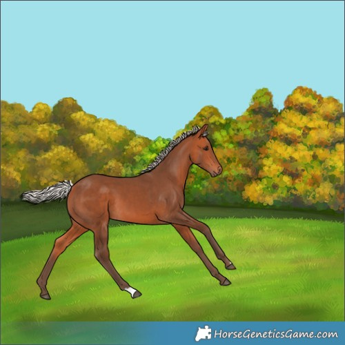 Horse Color:Silver Bay 