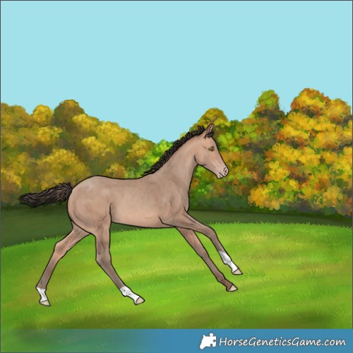 Horse Color:Amber Champagne 