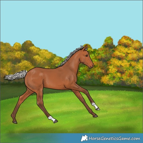 Horse Color:Silver Bay 