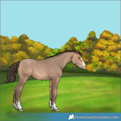 Horse Color:Amber Champagne 