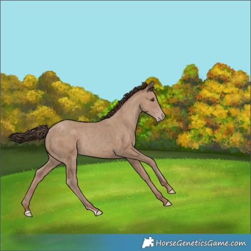 Horse Color:Classic Champagne Rabicano