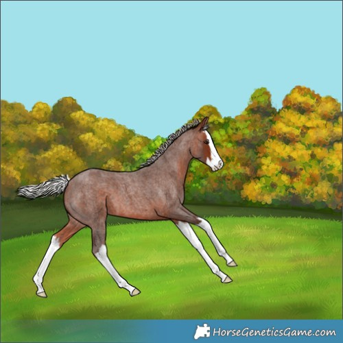 Horse Color:Silver Bay Roan Splash 