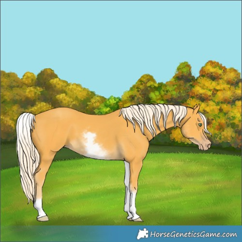 Horse Color:White Spotted Gold Cream Champagne 