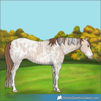 Horse Color:Amber Champagne Dun Sabino Tobiano Appaloosa  and Amber Champagne Dun Sabino Tobiano Appaloosa 