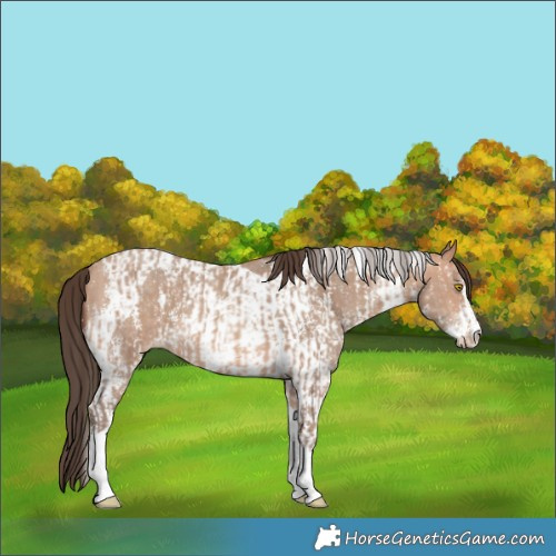 Horse Color:Amber Champagne Sabino Tobiano Appaloosa and Amber Champagne Sabino Tobiano Appaloosa