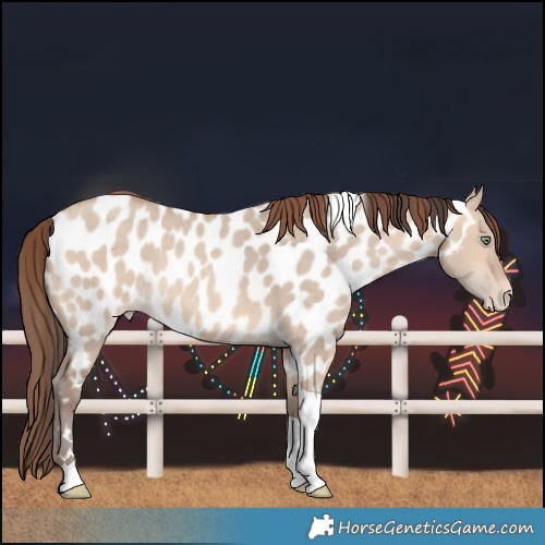 Horse Color:Amber Champagne Dun Tobiano Near Leopard 
