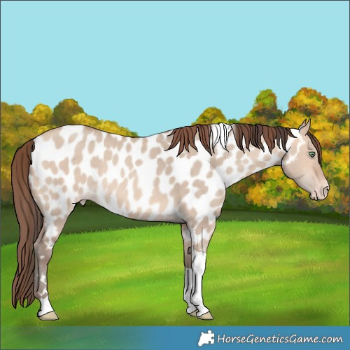 Horse Color:Amber Champagne Dun Tobiano Appaloosa 
