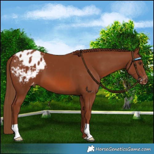 Horse Color:Chestnut Appaloosa 