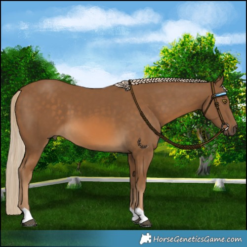 Horse Color:Chocolate Palomino 