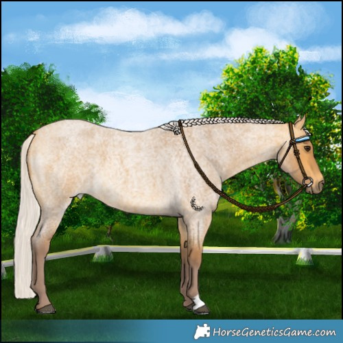 Horse Color:Chocolate Silver Buckskin Roan 