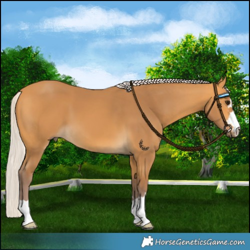 Horse Color:Chocolate Silver Buckskin 