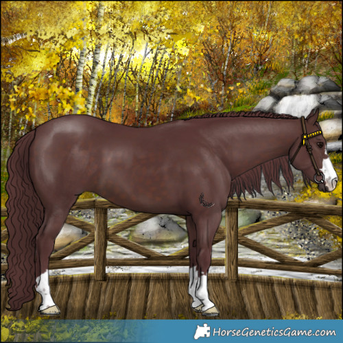 Horse Color:Chocolate Brown 