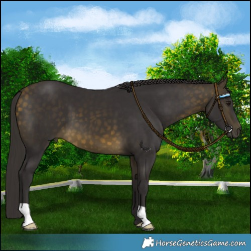 Horse Color:Buckskin 