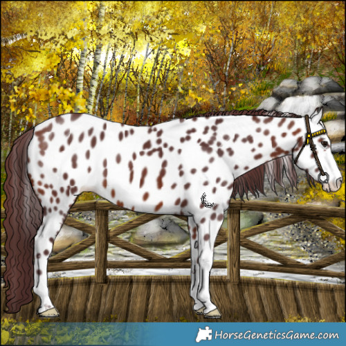 Horse Color:Chocolate Bay Near Leopard 