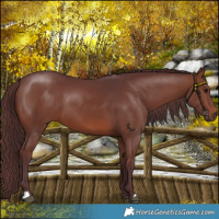 Horse Color:Chocolate Brown