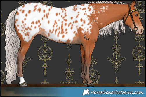 Horse Color:Chocolate Silver Bay Appaloosa 