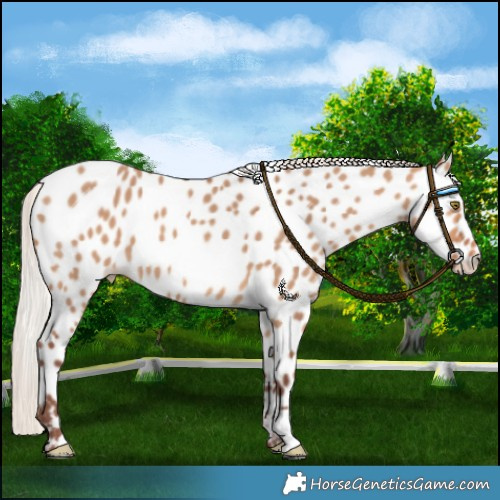 Horse Color:Chocolate Silver Bay Dun Near Leopard 