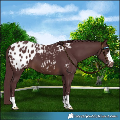 Horse Color:Chocolate Brown Appaloosa 