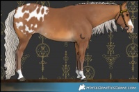 Horse Color:Chocolate Silver Buckskin Blanket
