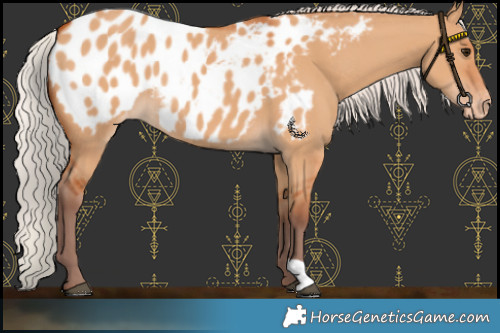 Horse Color:Chocolate Silver Bay Dun Appaloosa 