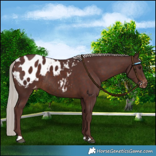 Horse Color:Chocolate Silver Brown Appaloosa Rabicano