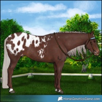 Horse Color:Chocolate Silver Brown Blanket Rabicano 