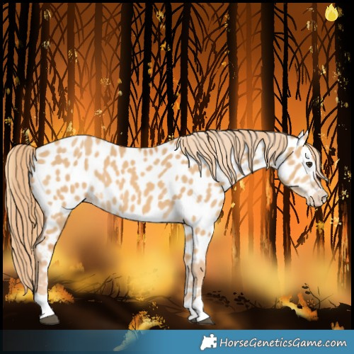 Horse Color:Red Dun Near Leopard 