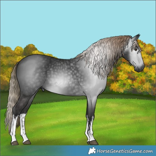 Horse Color:Gray White Spotted Liver Chestnut 