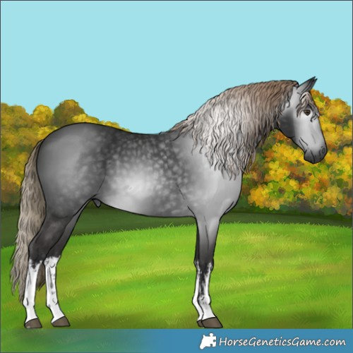 Horse Color:Gray White Spotted Liver Chestnut 