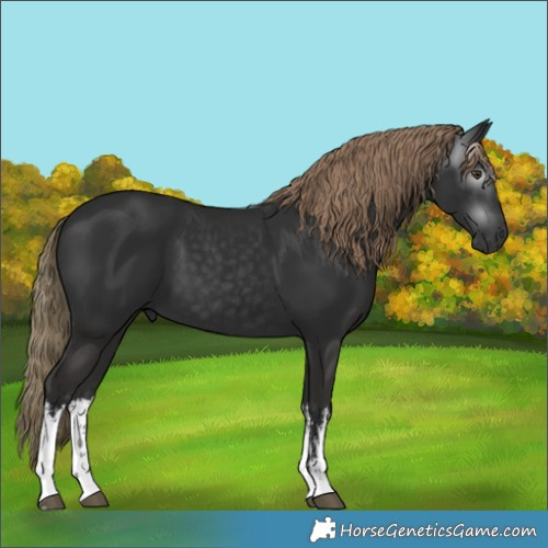 Horse Color:Gray White Spotted Liver Chestnut