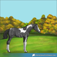Horse Color:Black Sabino Tobiano