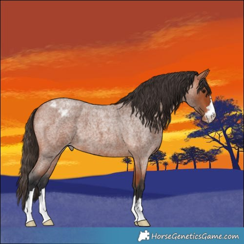 Horse Color:Bay Roan Appaloosa