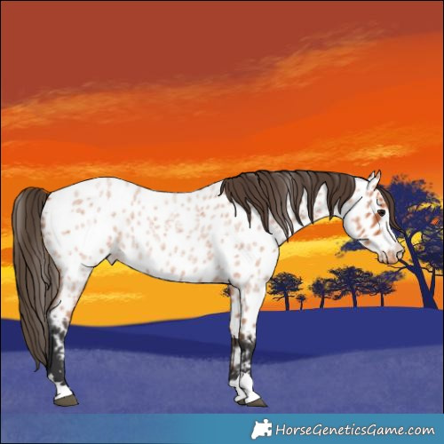Horse Color:Bay Roan Appaloosa 